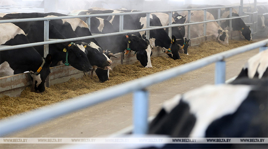 Заведующая фермой в Бобруйском районе скрыла падеж 54 голов КРС
