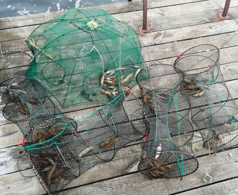 Работники Бобруйской межрайонной инспекции задержали мужчину, который на Чигиринском водохранилище в период нерестового запрета ловил раков и рыбу с использованием 12 раколовок. В них обнаружилась озерно-речная рыба в количестве более 240 штук, а также 55 особей рака узкопалого.