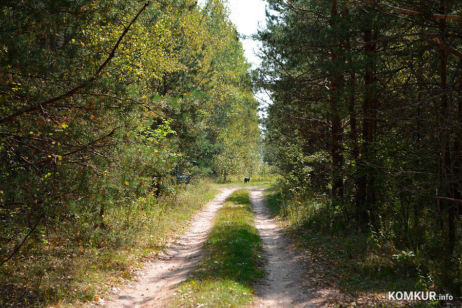 Бобруйский лесхоз приводит в порядок лесные дороги
