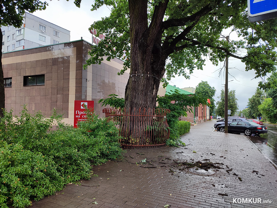 С дубом-великаном в Бобруйске не все в порядке