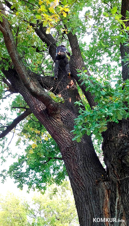 Работы на дубе в 2015 году.