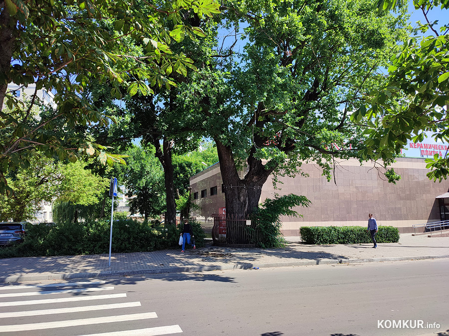 В четверг, 29 июня, в Бобруйске прошел дождь. Без сильного ветра. Тем не менее дуб-великан на улице Гоголя эту терпимую, в общем-то, погоду без потерь перенести не сумел.