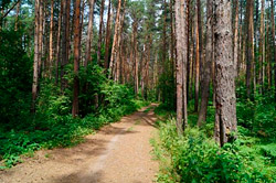 От красного – к зеленому: проход в леса Бобруйщины открыт
