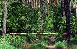 Запрет на посещение лесов в Бобруйском районе сохраняется, но в некоторых соседних районах он снят