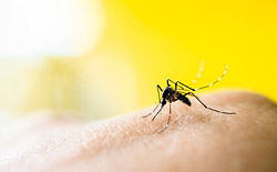 Укус комара: чем обработать кожу, чтобы избавиться от зуда
