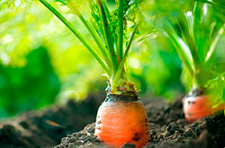 Как садить морковь в открытый грунт в июне-июле. Лучшие дни по лунному календарю