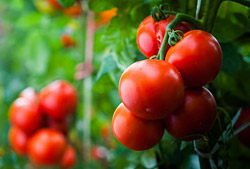 В Беларуси вывели сверхурожайный сорт томата