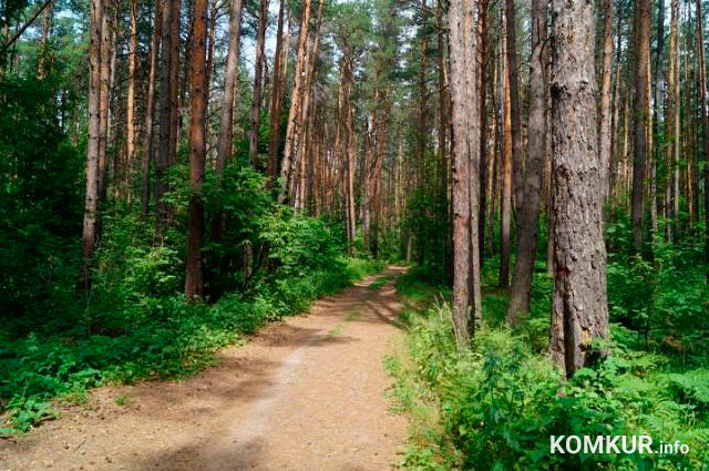 Ограничение на посещение лесов в Бобруйском районе снято всего спустя сутки после введения.