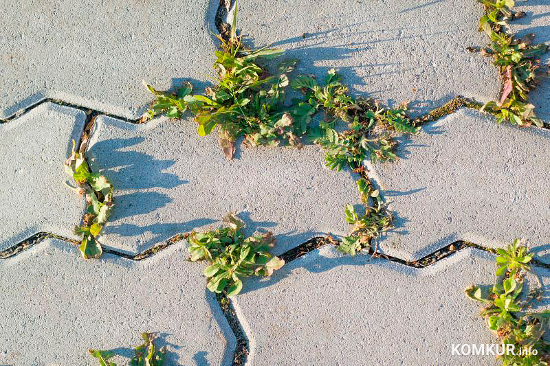 Вездесущие сорняки донимают жителей частного сектора и дачников, они пробиваются даже сквозь стыки плиток. Чтобы надолго решить вопрос с травой на садовой дорожке, можно воспользоваться простым средством.