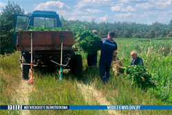 Более 2 тонн дикорастущей конопли уничтожено на выезде из Бобруйска