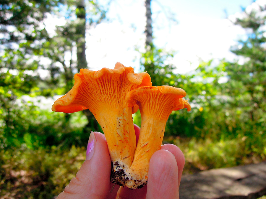 Сезон лисичек – это время вкусового наслаждения. Мало найдется людей, которые не любили бы эту рыжую вкуснятину. А как приготовить повкуснее? Вот три опробованных классных рецепта.