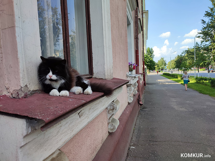 Котики и песики Бобруйска (фоторепортаж)