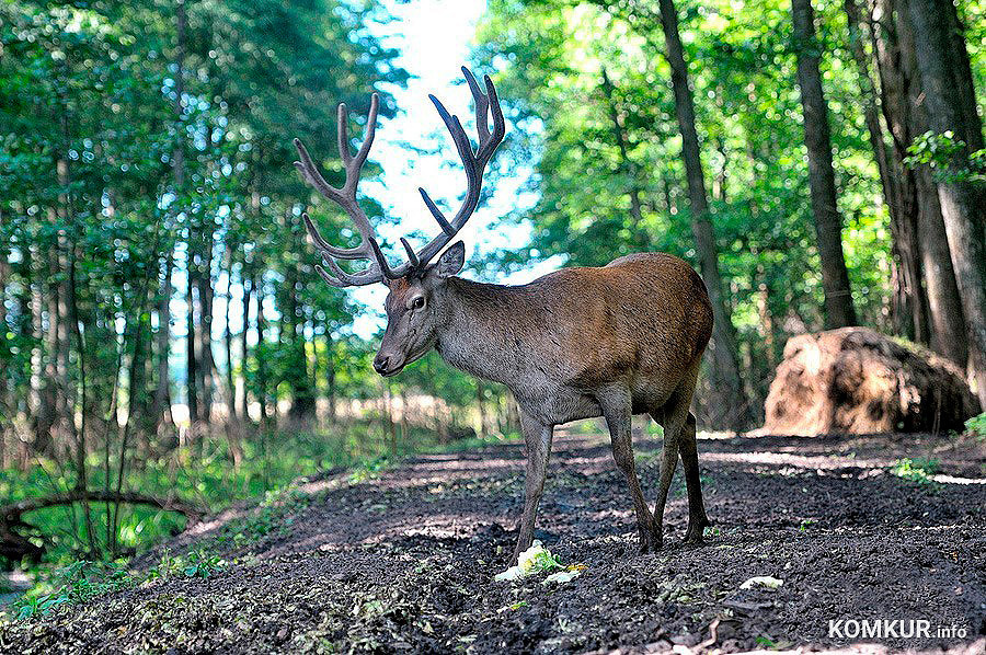 Сезон охоты на лося, оленя благородного и лань в период гона открывается в Беларуси с 20 августа. Об этом сообщается на сайте Государственной инспекции охраны животного и растительного мира при Президенте Республики Беларусь.