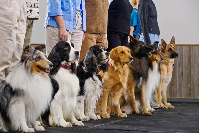 Собак неспроста называют лучшими друзьями человека. Они верно служат хозяину, и чаще всего не за миску корма, как это говорят про котов и кошек. Но и среди собак есть представители, у которых чувство привязанности развито на максимально высоком уровне.