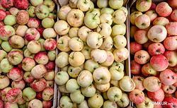 «Красный пищевик» в Бобруйске начал принимать яблоки. Мы узнали ценник и время работы