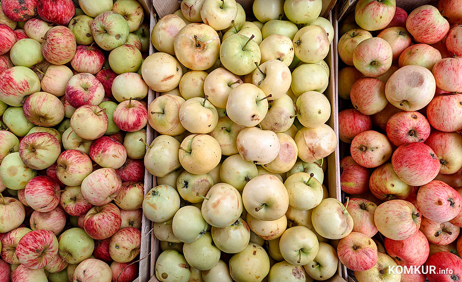 В понедельник, 4 сентября, на ОАО «Красный пищевик» начали принимать яблоки – от населения и организаций.