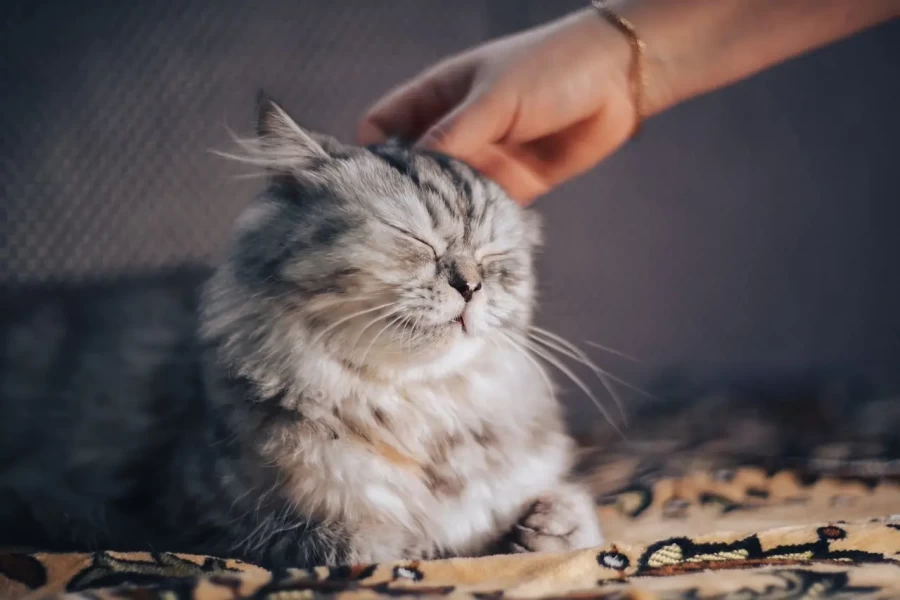 Боятся ли кошки щекотки: любопытное открытие