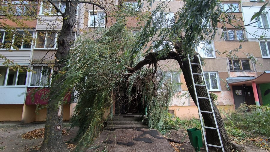 7 октября 2023 года. Последствия сильного ветра в Могилевской области. Фото: МЧС.