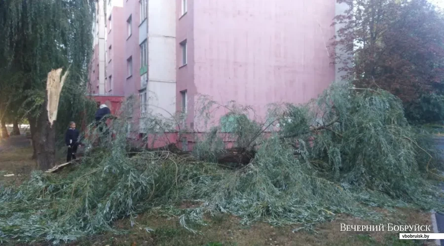 7 октября 2023 года. Последствия сильного ветра в Бобруйске. Во дворе дома на улице Рокоссовского переломило ствол дерева. Фото: Денис Носов, «ВБ».