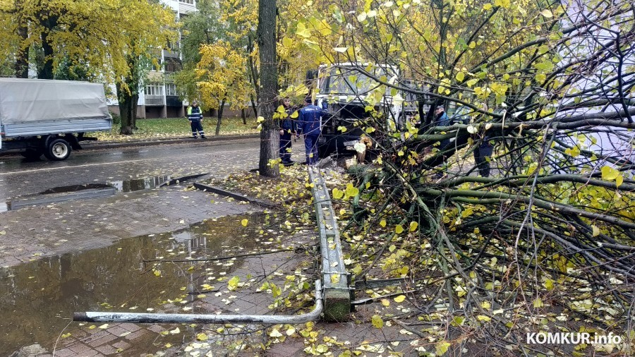 Порваны провода, упали дерево и фонарь. ДТП на оживленной улице Бобруйска