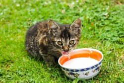 Можно ли кошке молоко: развеиваем мифы о питании питомцев