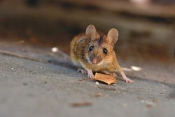 Зола и мазь Вишневского: необычные способы борьбы с мышами