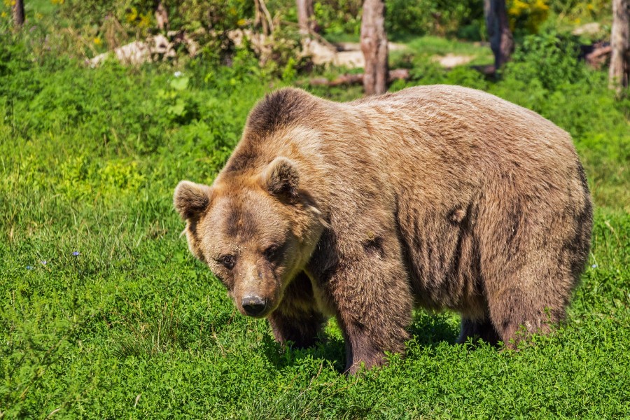 В Беларуси в 10 раз выросло количество медведей!