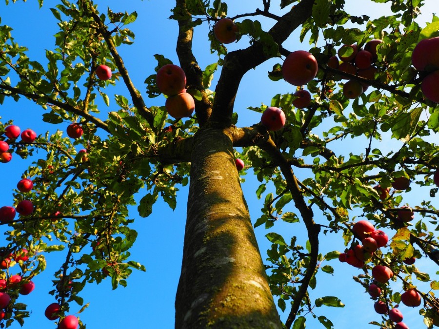 Поломался ствол яблони? Вот как опытные садоводы спасают деревья