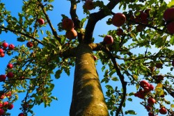 Поломался ствол яблони? Вот как опытные садоводы спасают деревья