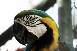 Что делать, если попугай регулярно портит мебель: рабочие советы для владельцев пернатых