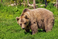 «Остановилось много машин, все пошли фотографировать…» В Беларуси в семь раз выросло количество медведей! В чем опасность для людей?