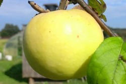 Легко ли найти белорусские яблоки в межсезонье и вырастут ли на них цены? Ответил глава МАРТ