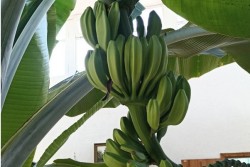 В агрокомбинате «Заря» Могилевского района вырастили... бананы