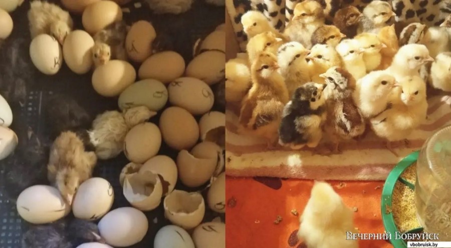 Ирина решила попробовать себя в птицеводстве – через инкубацию выводить цыплят.