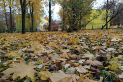 Внимание! Заморозки ночью 15 и 16 октября 