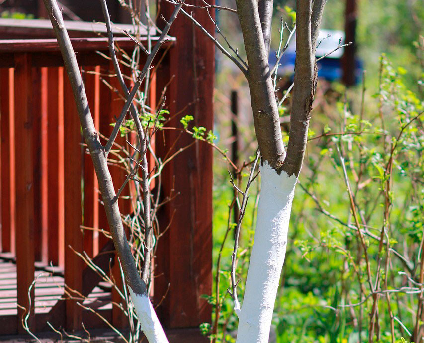 Когда белить деревья осенью? Подсказываем