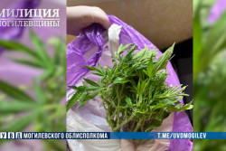 «Наркоагронома» задержали в Могилеве 