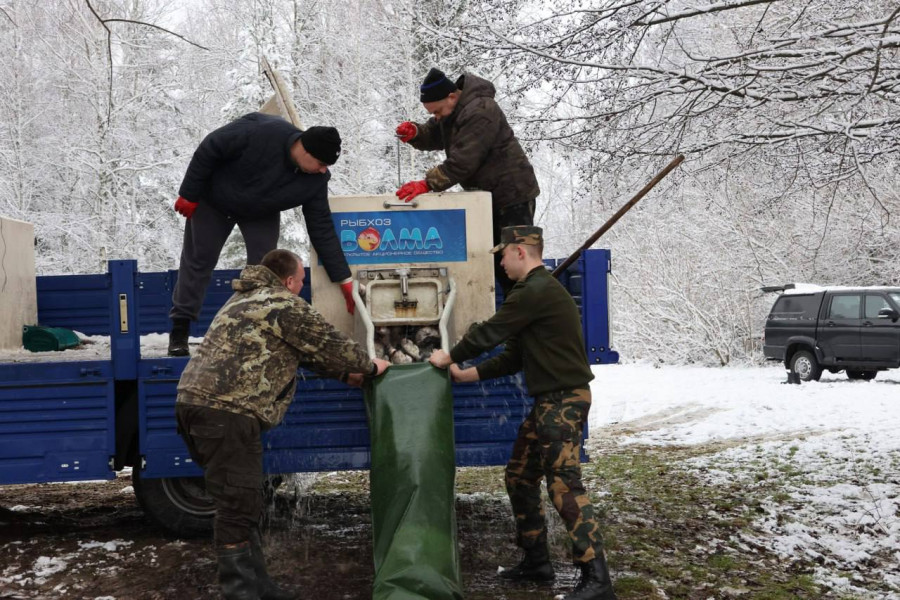 Зарыбление водоемов Могилевской области. Фото ТК Могилевприрода. 