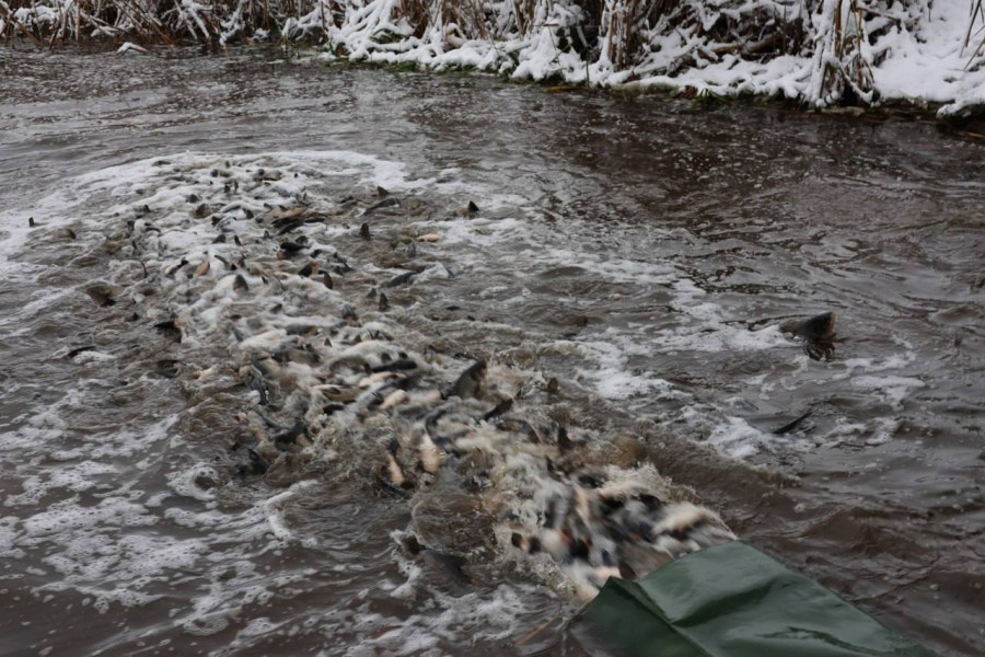 Зарыбление водоемов Могилевской области. Фото ТК Могилевприрода. 