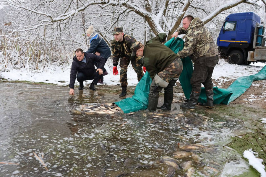 Зарыбление водоемов Могилевской области. Фото ТК Могилевприрода. 