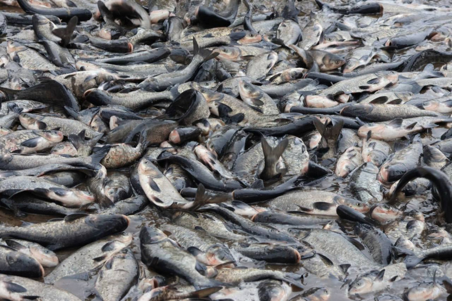 Зарыбление водоемов проводят в Могилевской области. Фотофакт