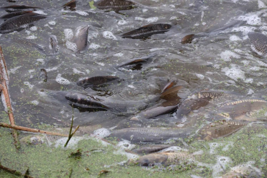 Зарыбление водоемов Могилевской области. Фото ТК Могилевприрода. 