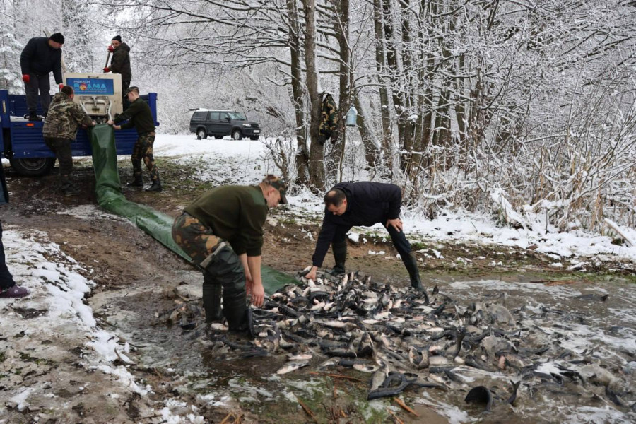 Зарыбление водоемов Могилевской области. Фото ТК Могилевприрода. 