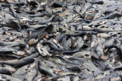 Зарыбление водоемов проводят в Могилевской области. Фотофакт