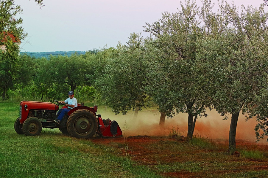Медный или железный купорос? Разбираемся, как и когда их правильно использовать на дачном участке