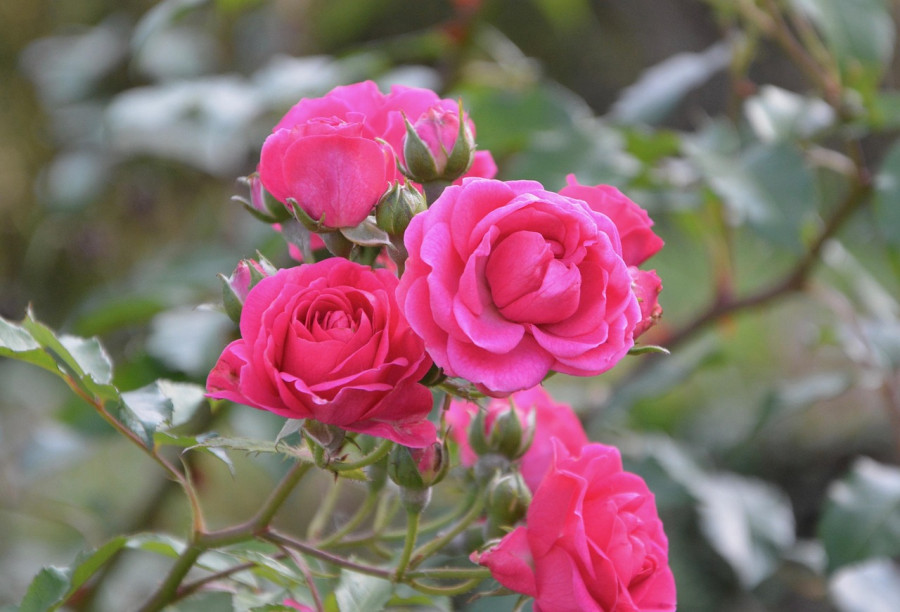 Когда укрывать розы, чтобы куст не замерз и не сопрел