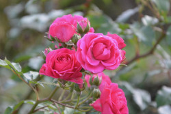 Когда укрывать розы, чтобы куст не замерз и не сопрел