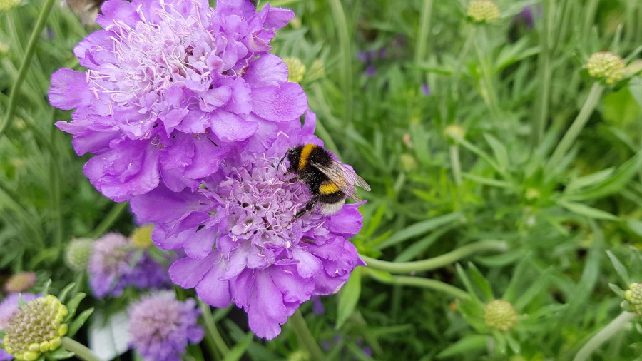 Сеем на зиму скабиозу – неприхотливый, цветущий до конца ноября, цветок 