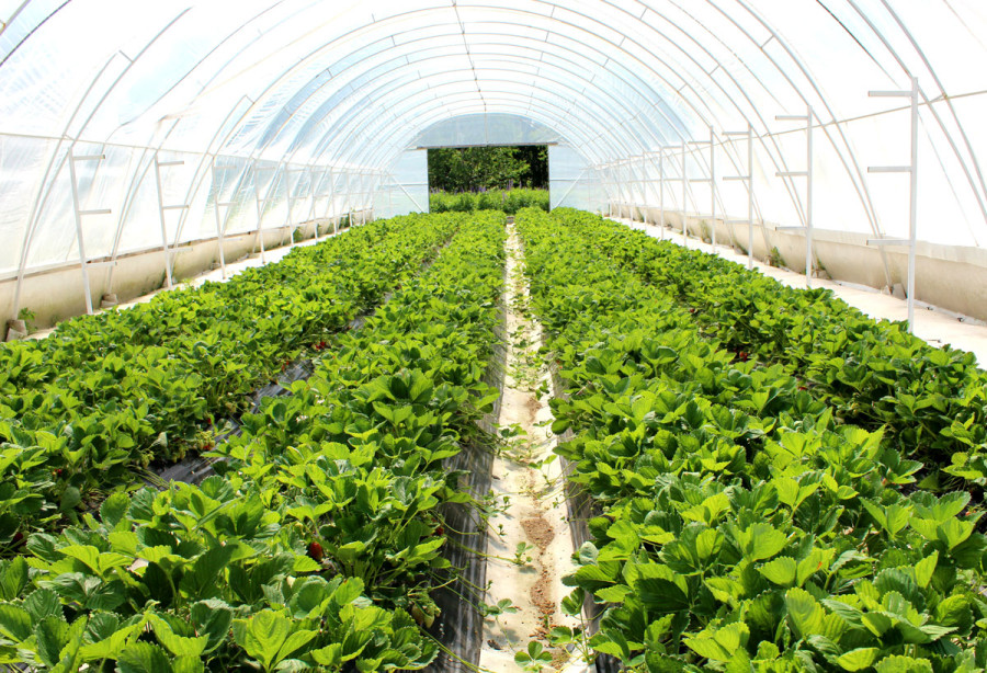 Как правильно почистить теплицу перед зимой?