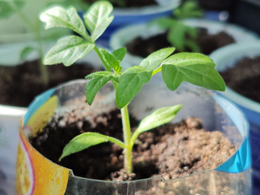 Рассада помидоров притормозила рост? Подскажем, как восстановить силы растениям